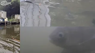 【水中撮影】かっつけ3D in 熊の池【ヘラブナ釣り】